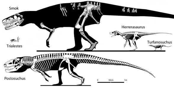 Smok (archosaur) What is Smok The Pterosaur Heresies