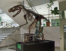Smok (archosaur) httpsuploadwikimediaorgwikipediacommonsthu