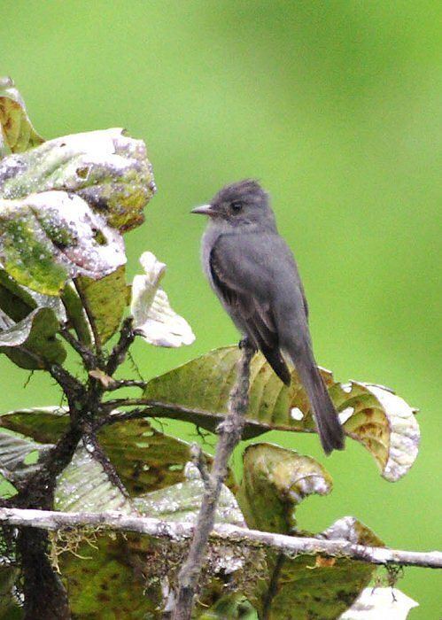 Smoke-colored pewee Mangoverde World Bird Guide Photo Page Smokecolored Pewee Contopus