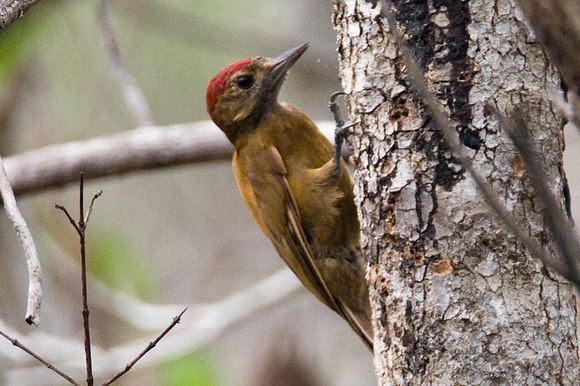 Smoky-brown woodpecker animalialifeclubdataimagessmokybrownwoodpec