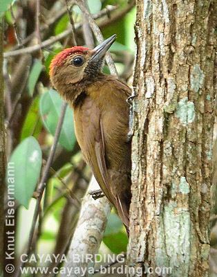 Smoky-brown woodpecker Woodpeckers of Guatemala by CAYAYA BIRDING