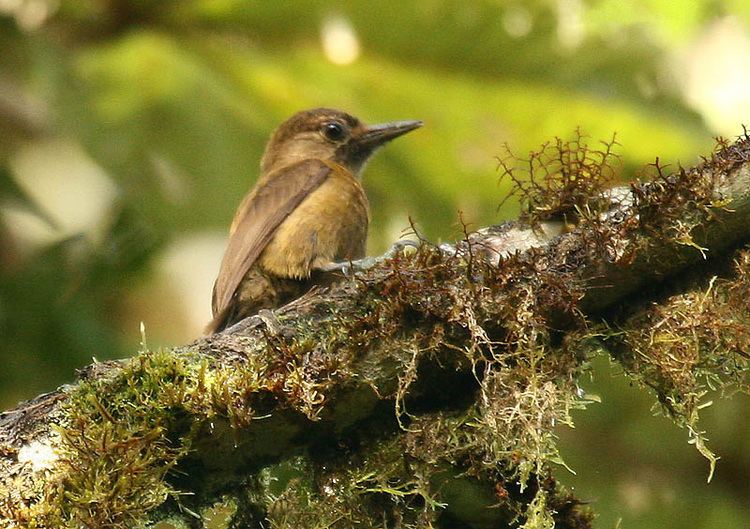 Smoky-brown woodpecker Smokybrown woodpecker Wikipedia