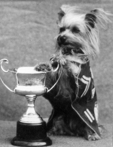 Smoky (dog) History of Smoky The First Therapy Dog