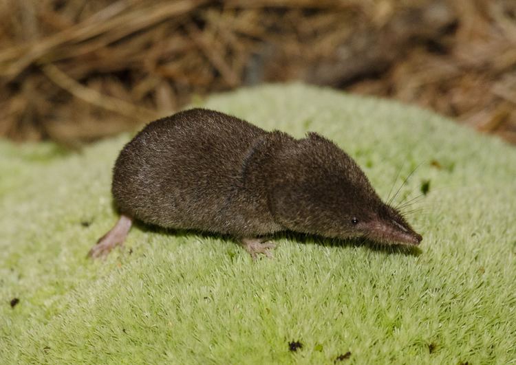 Sorex fumeus