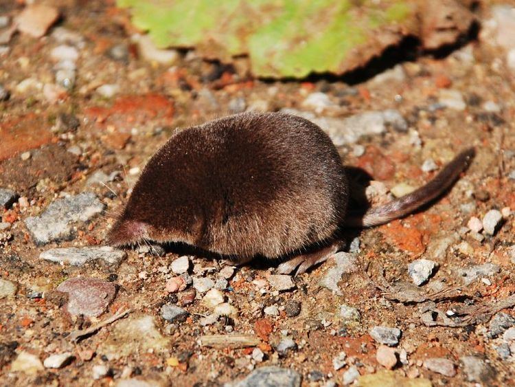 Smoky shrew lakechamplainorganisms Smoky Shrew