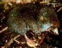 Smoky shrew Smoky shrew Wikipedia