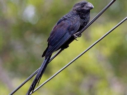 Smooth-billed ani Smoothbilled Ani Identification All About Birds Cornell Lab of