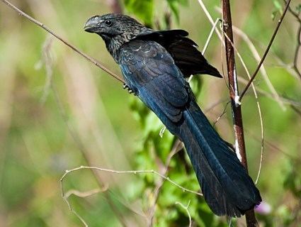 Smooth-billed ani Smoothbilled Ani Identification All About Birds Cornell Lab of