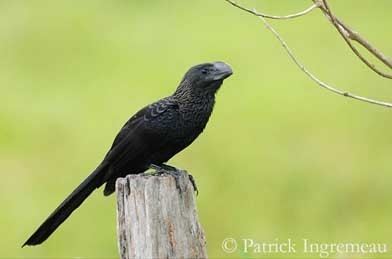 Smooth-billed ani Smoothbilled Ani