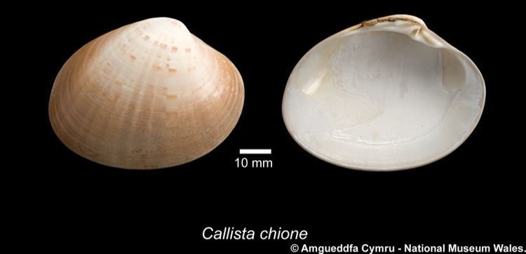 Smooth clam naturalhistorymuseumwalesacukbritishbivalvesi