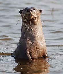 Smooth-coated otter httpsuploadwikimediaorgwikipediacommonsthu