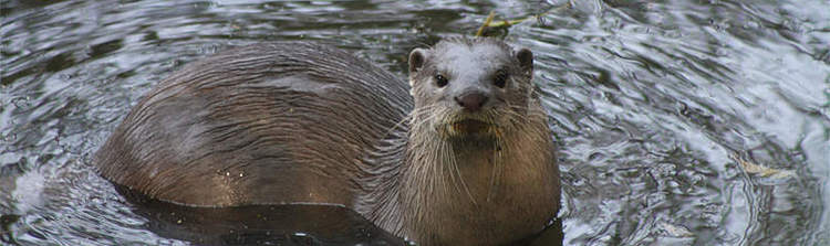 Smooth-coated otter Smoothcoated otter WWF India
