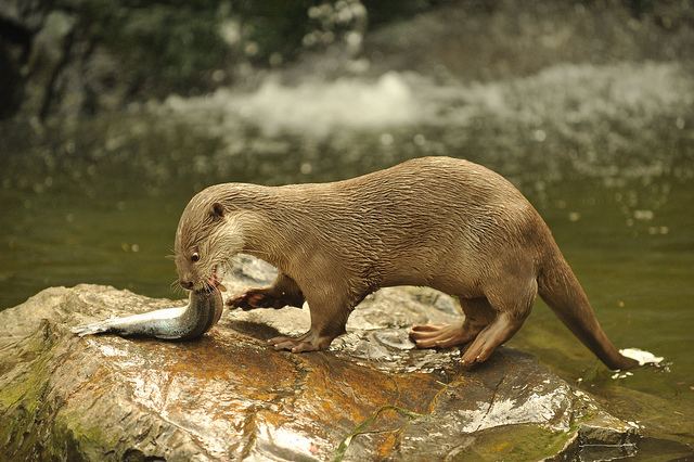 Smooth-coated otter Smooth Coated Otter Lutrogale perspicillata Flickr