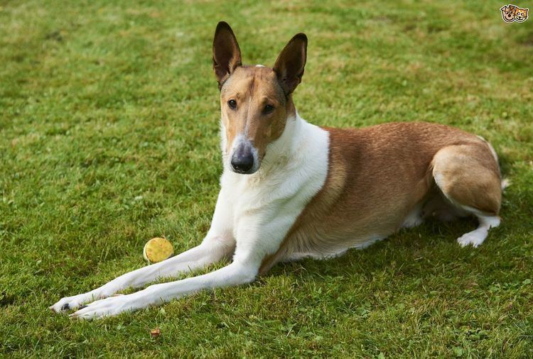 Smooth Collie Smooth Collie Dog Breed Information Facts Photos Care Pets4Homes