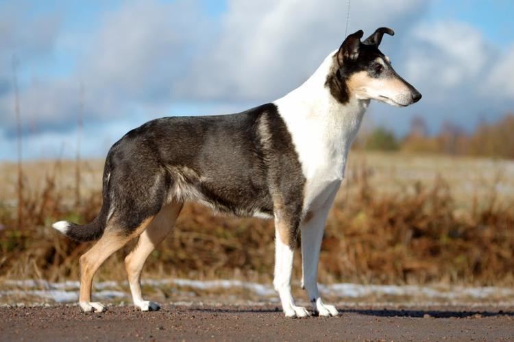 Smooth Collie Smooth Collie History Personality Appearance Health and Pictures