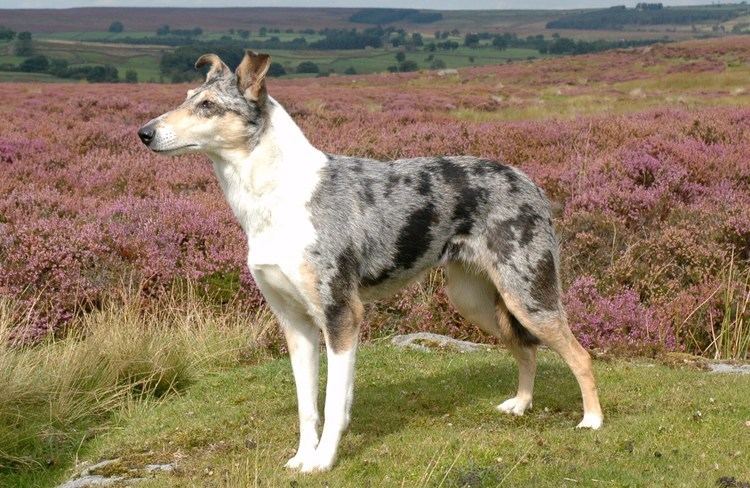 Smooth Collie 10 Best images about Smooth Collies on Pinterest Ramsgate Smooth