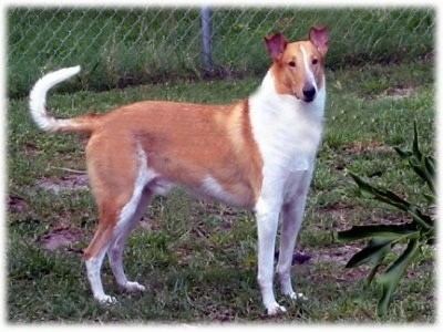 Smooth Collie Collie Dog Breed Information and Pictures