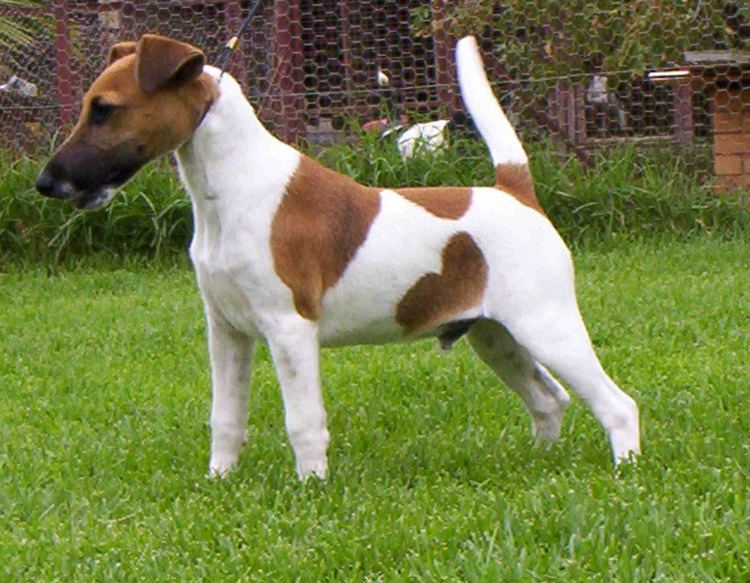 Smooth Fox Terrier Smooth Fox Terrier Puppies Rescue Pictures Information
