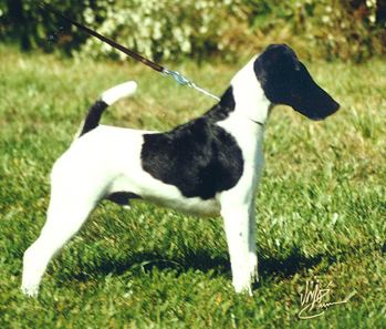 Smooth Fox Terrier Smooth Fox Terrier Wikipedia