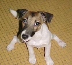 Smooth Fox Terrier Smooth Fox Terrier Dog Breed Information and Pictures
