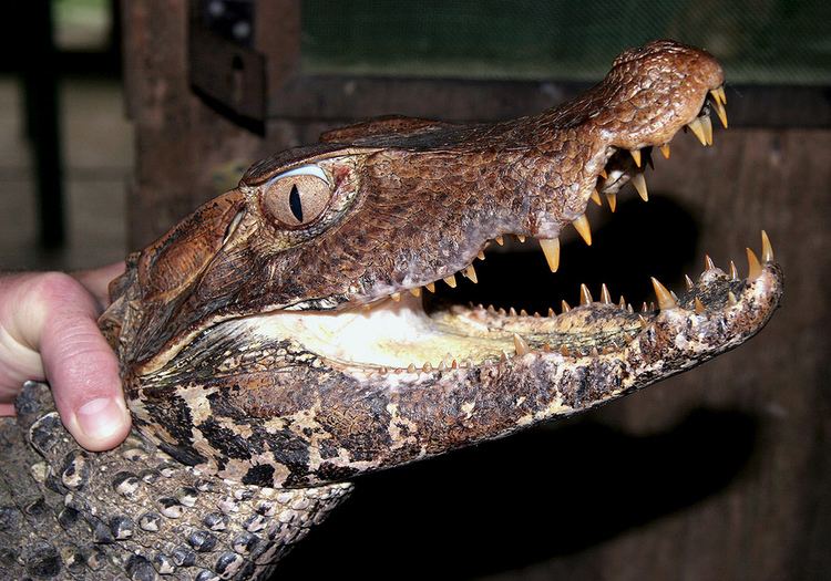 Smooth-fronted caiman Smooth Fronted Caiman Paleosuchus trigonatus Found in th Flickr