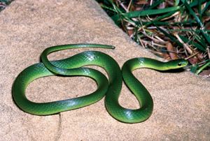 Smooth green snake DNR Smooth Green Snake Liochlorophis vernalis
