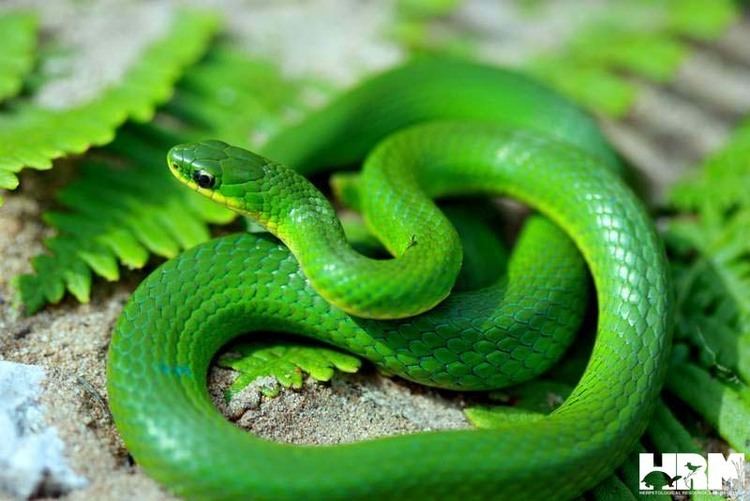 Smooth green snake - Wikipedia