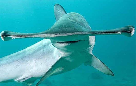 Smooth hammerhead Smooth Hammerhead Shark Wide Distribution Shallow Waters Animal