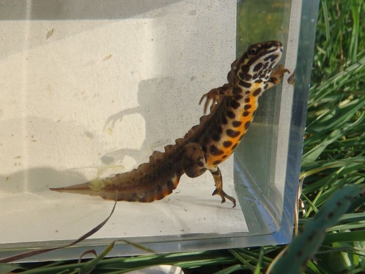 Smooth newt Froglife