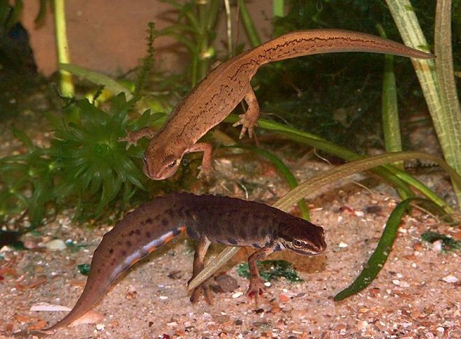 Smooth newt Smooth Newt