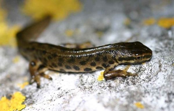 Smooth newt Froglife