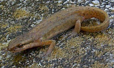 Smooth newt RAUK Identification Guide Smooth newt