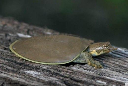 Image result for midland smooth softshell turtle