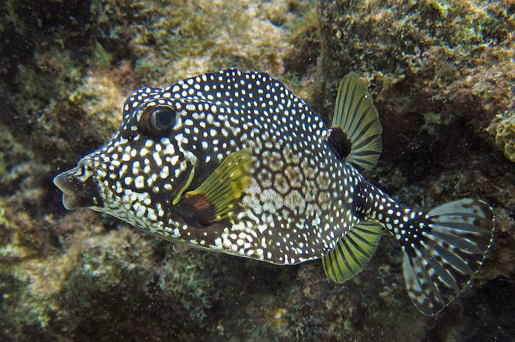 Smooth trunkfish Smooth trunkfish Grand Cayman Off the Turtle Nest Inn on Flickr