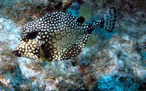 Smooth trunkfish Species of the Week Smooth Trunkfish Bermuda Biology