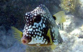 Smooth trunkfish Smooth Trunkfish Lactophrys triqueter Caribbean Fish