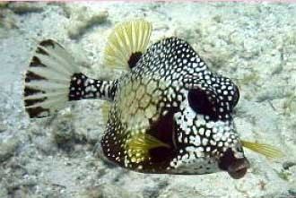 Smooth trunkfish httpsuploadwikimediaorgwikipediacommonsdd