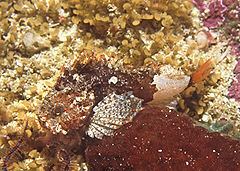 Smoothskin scorpionfish httpsuploadwikimediaorgwikipediacommonsthu