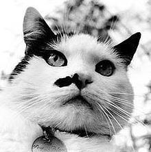 Smudge (cat) httpsuploadwikimediaorgwikipediaenthumba