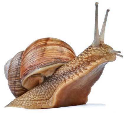Snail Snail Facts and Information
