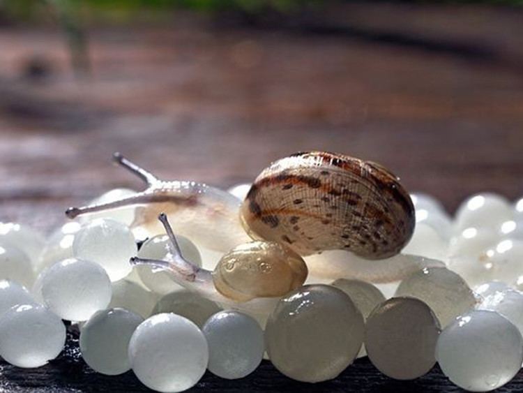 Snail caviar The roman snail Wall Street International