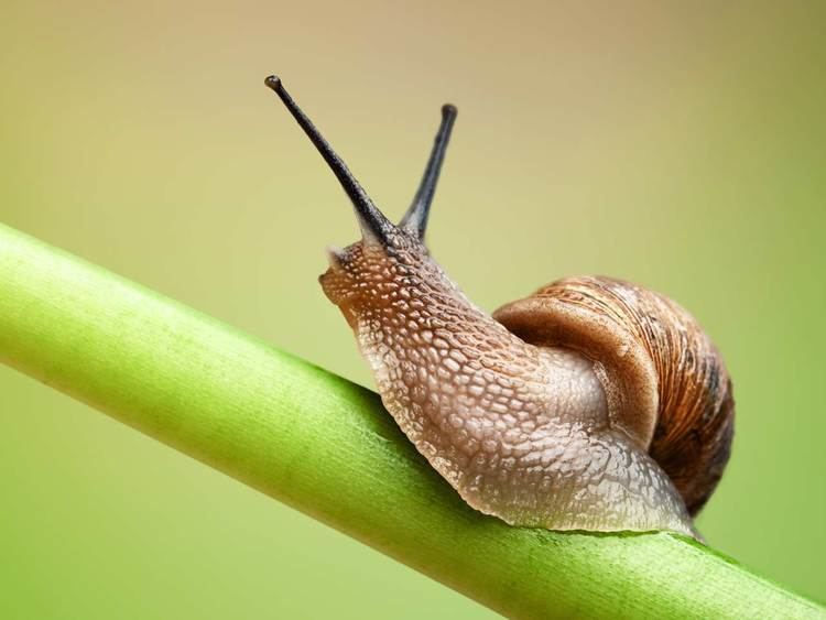 Snail Slug control how to get rid of garden slugs amp snails Saga