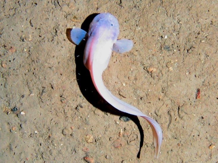 Snailfish Snailfish quotOCEAN TREASURESquot Memorial Library