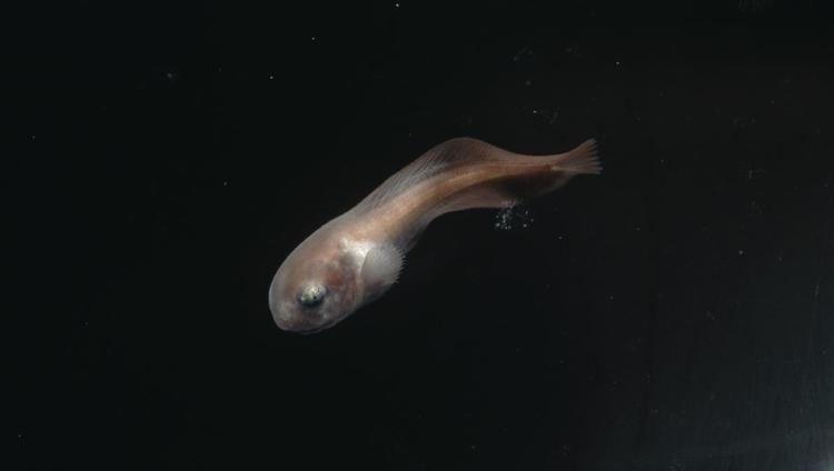 Snailfish Tadpole snailfish Deep Sea Fishes Nectoliparis pelagicus at the