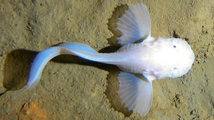Snailfish Deepestdwelling fish video Footage of snailfish in Mariana Trench