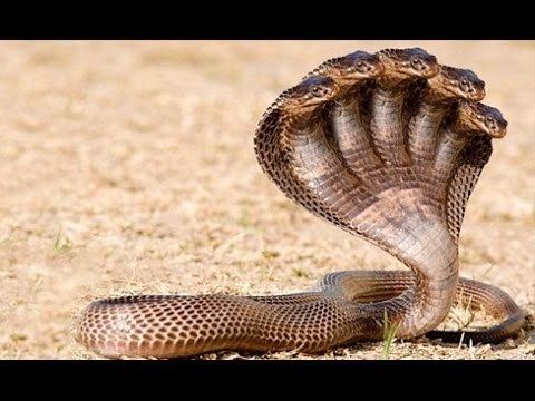 Snake The Proof of Five Headed Snake YouTube