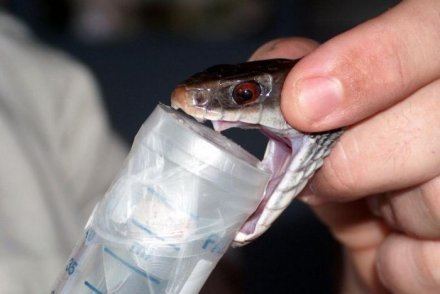 Snake antivenom PNG to trial new lowcost snake antivenom ABC Radio Australia