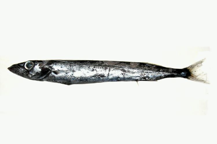 Snake mackerel Nealotus tripes