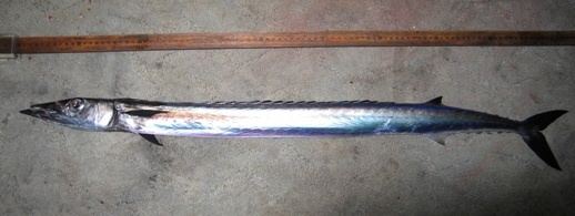 Snake mackerel httpsuploadwikimediaorgwikipediacommonsaa