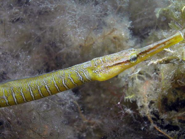 Snake pipefish Undine gt Species